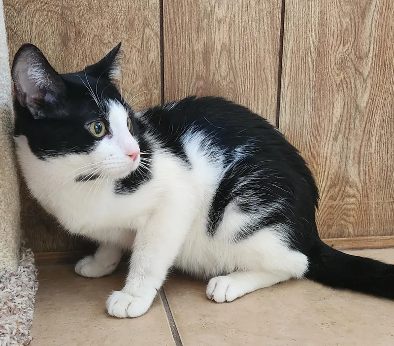 Sylvester thumbnail 5