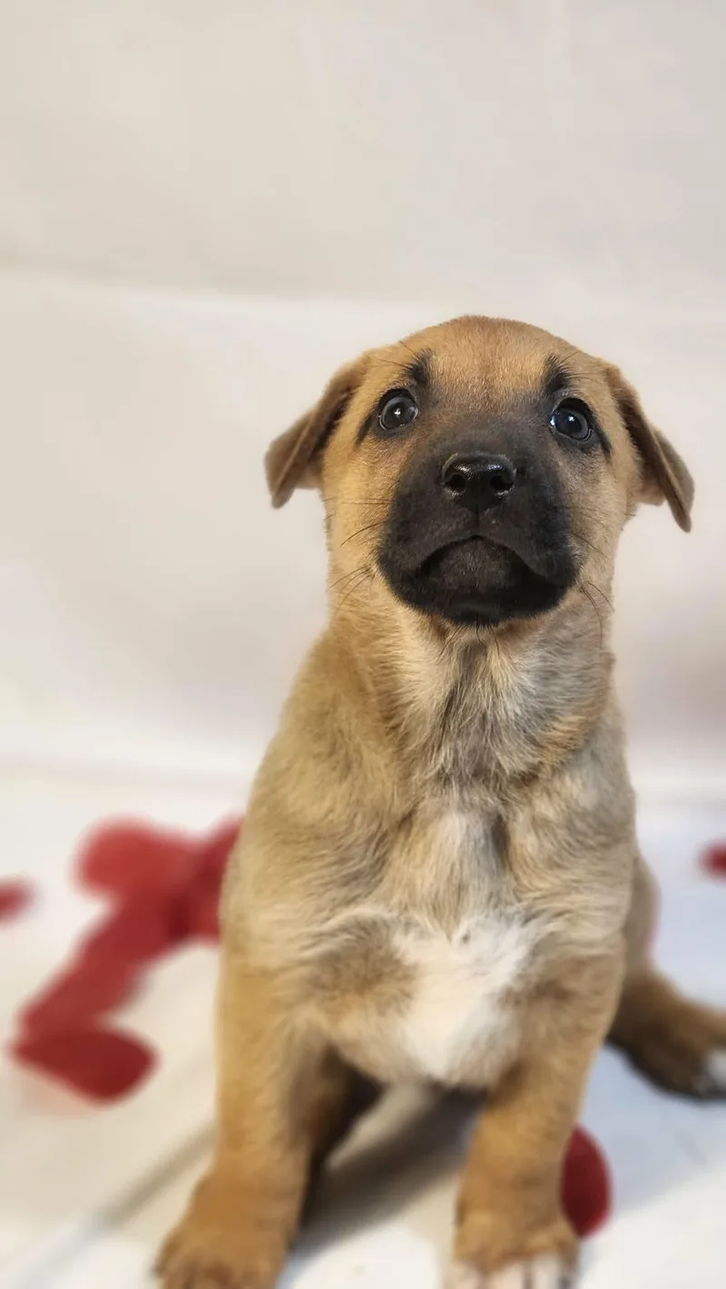 Blush Al thumbnail 2