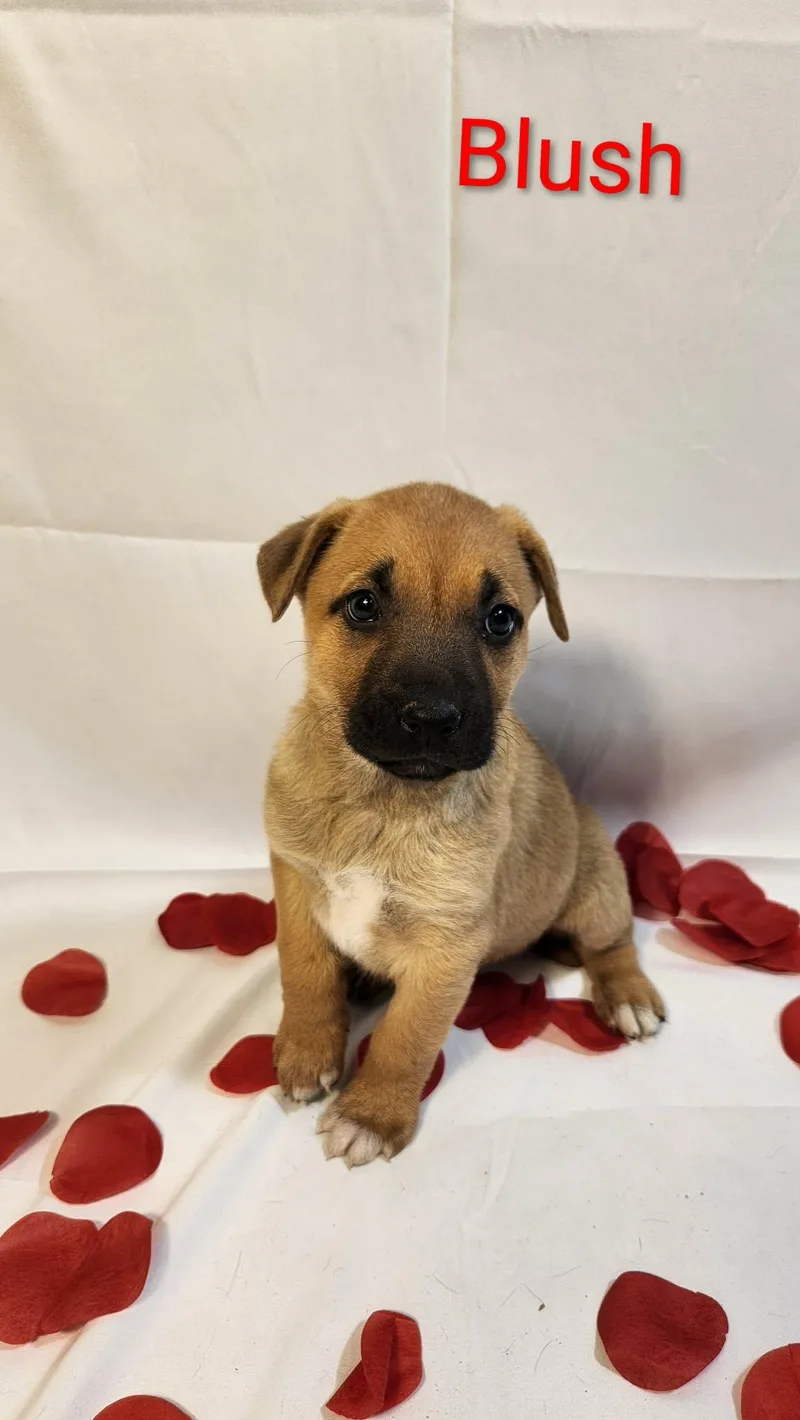 Blush Al thumbnail 3