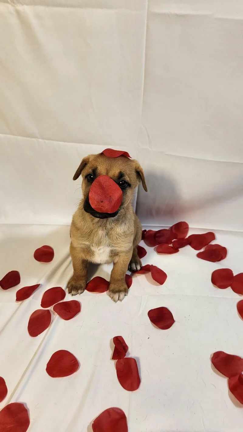 Blush Al thumbnail 4