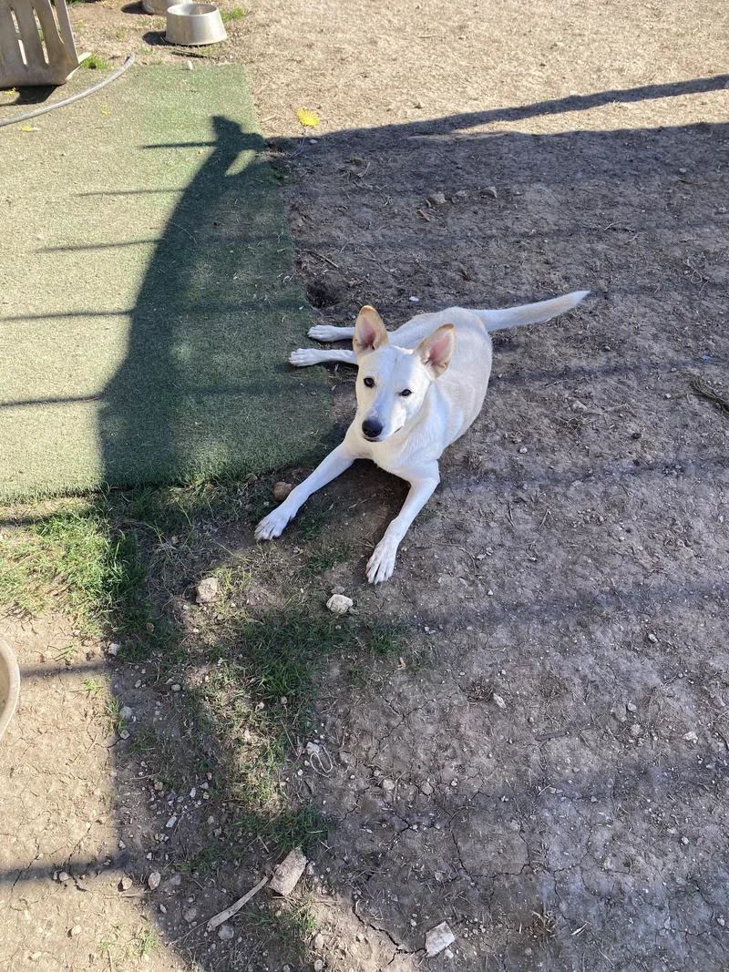 Snow White thumbnail 2