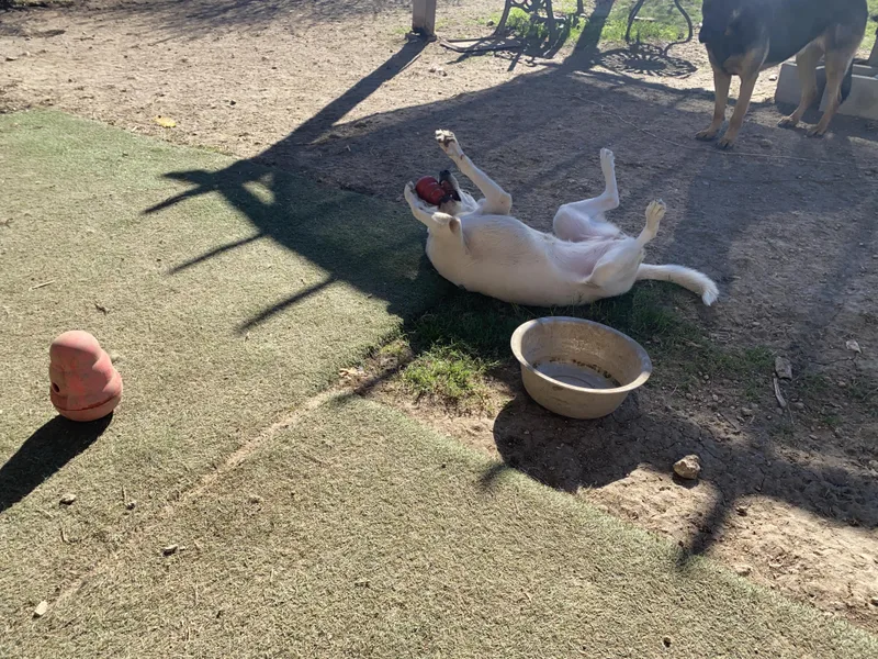 Snow White thumbnail 3