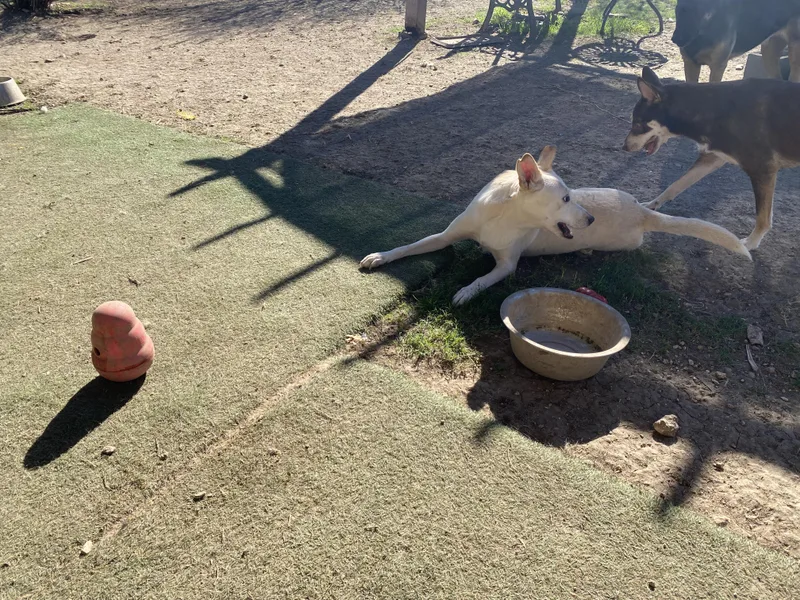 Snow White thumbnail 4