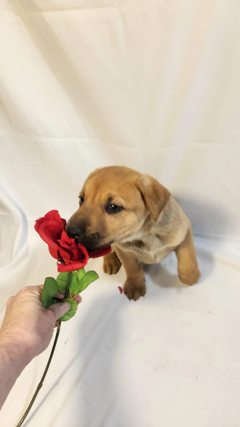 Casanova Al thumbnail 2