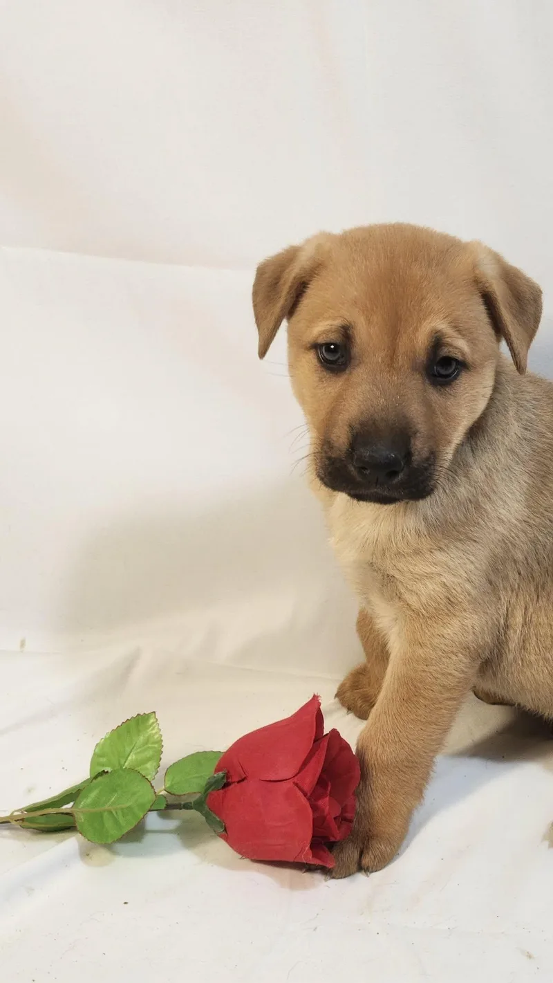 Casanova Al thumbnail 3