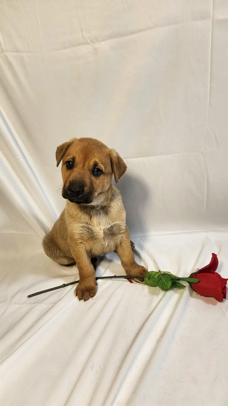 Casanova Al thumbnail 4