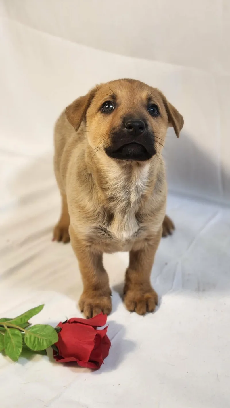 Casanova Al thumbnail 5