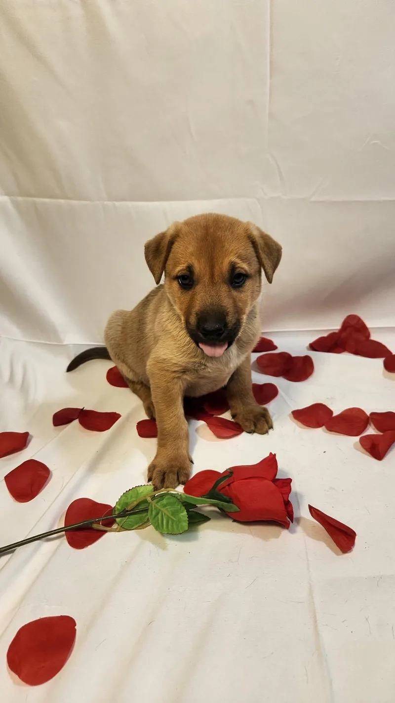 Casanova Al thumbnail 6