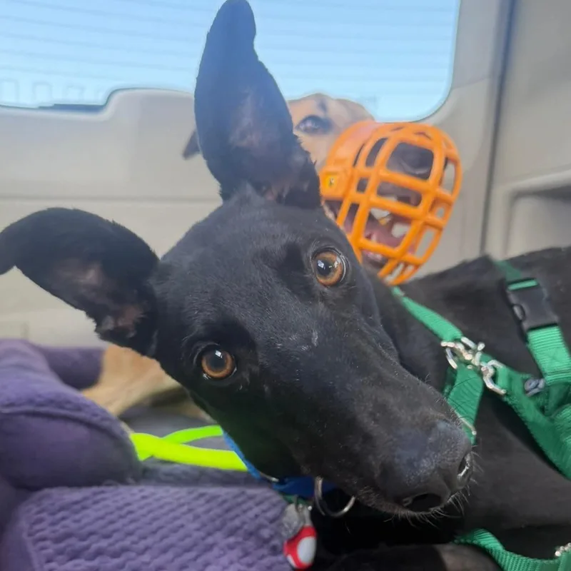 Dancin Giovannis thumbnail 2