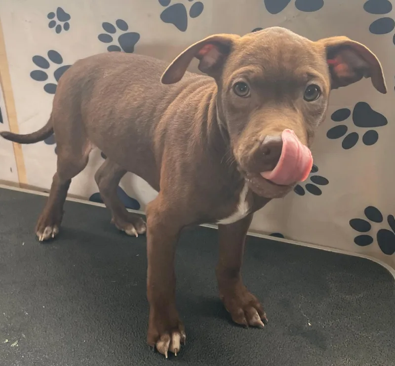 Java Zoom thumbnail 2