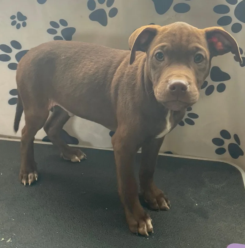 Java Zoom thumbnail 3