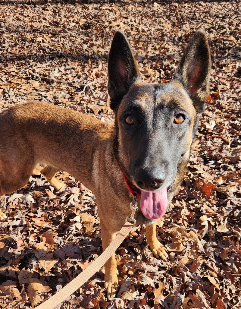 Remington thumbnail 3