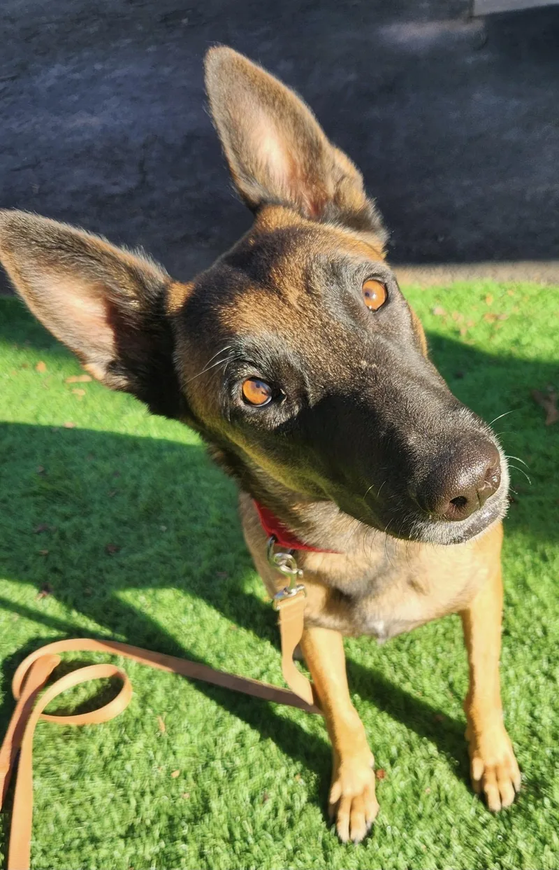 Remington thumbnail 4