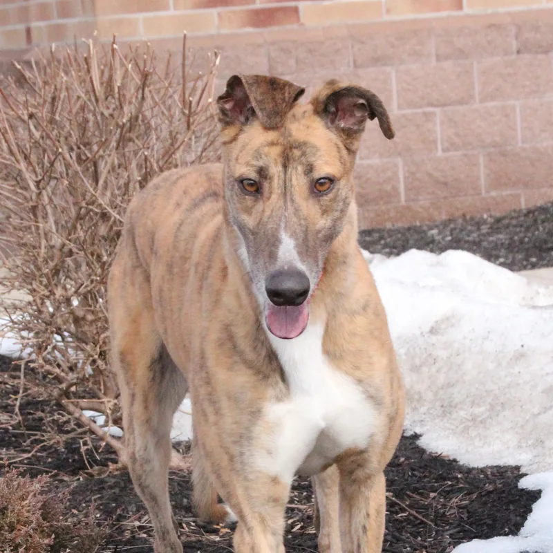 An adult large-sized male Greyhound dog named Blur for adoption in Goshen, IN