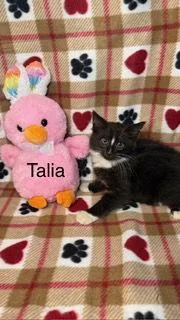 Talia thumbnail 2