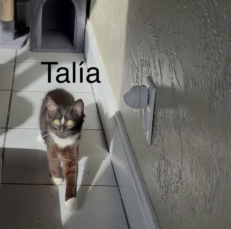 Talia thumbnail 3
