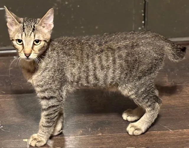 Mr. Tipper thumbnail 2