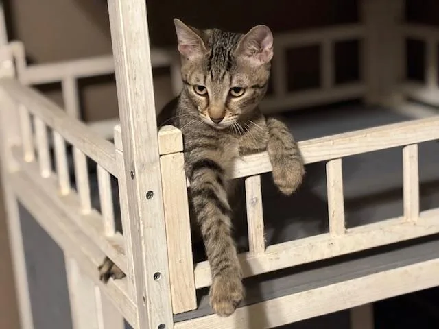 Mr. Tipper thumbnail 3