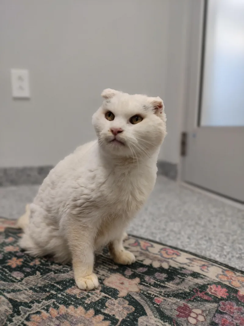 Marilyn Monroe thumbnail 2