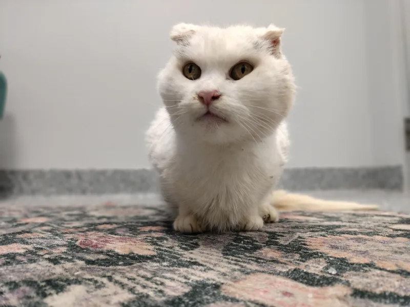 Marilyn Monroe thumbnail 3