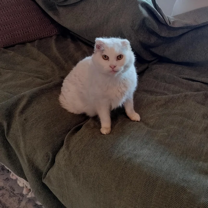 Marilyn Monroe thumbnail 4