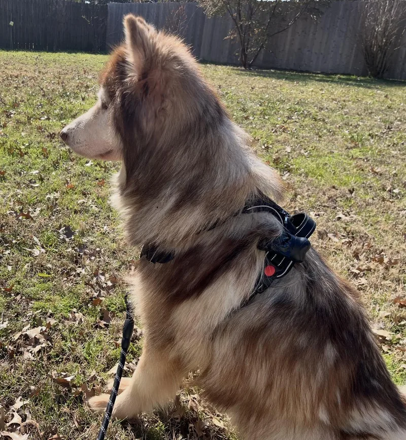 Pavarotti thumbnail 2