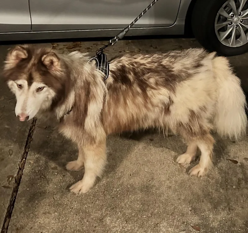 Pavarotti thumbnail 3