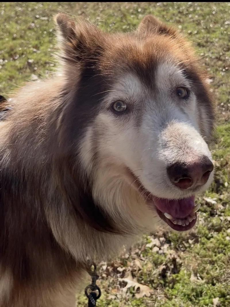 Pavarotti thumbnail 4