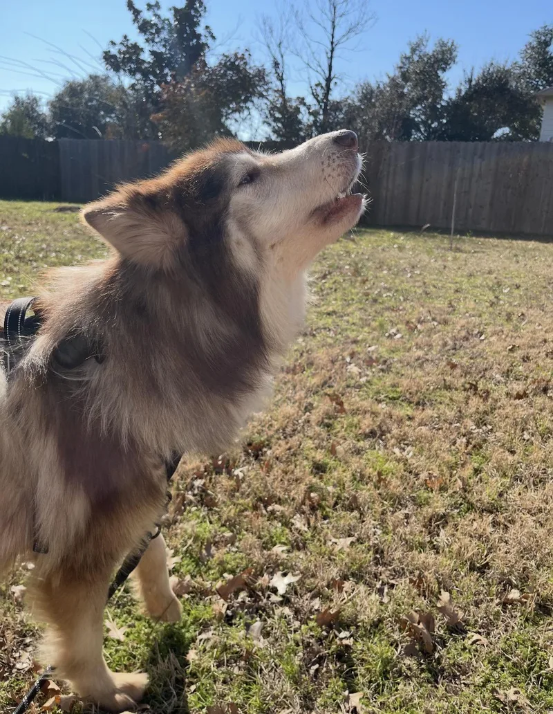 Pavarotti thumbnail 5