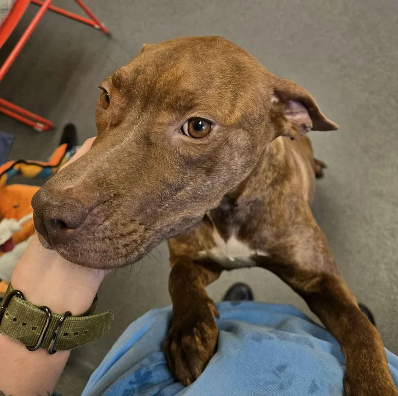 Sweet Nyla thumbnail 6