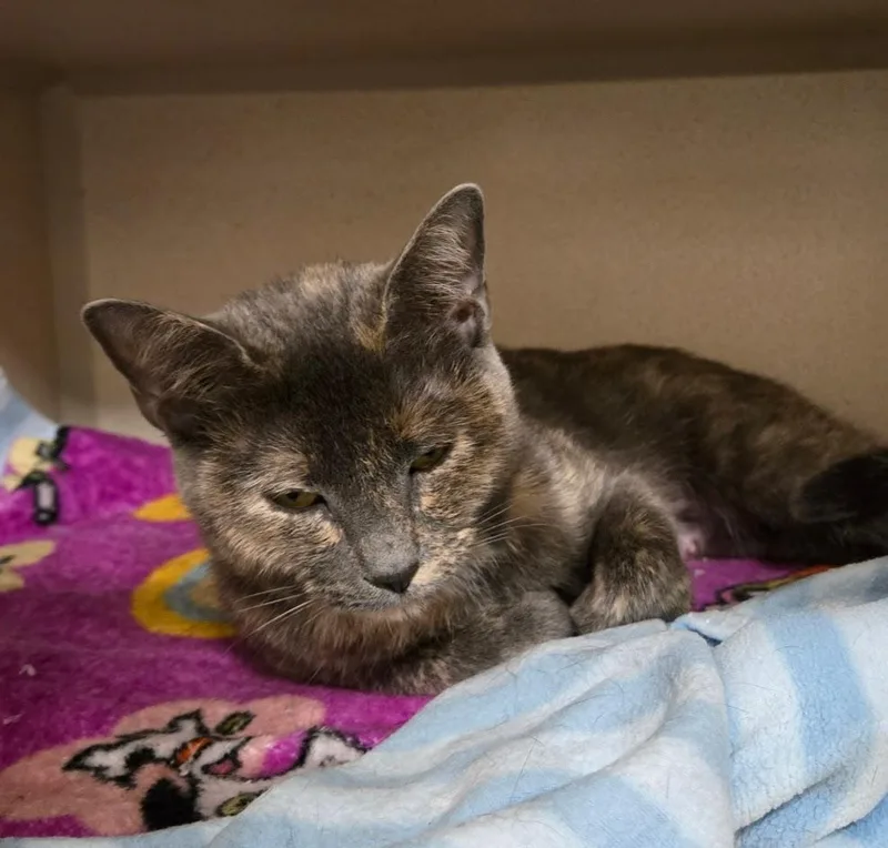 A young medium-sized female Dilute Tortoiseshell Tortoiseshell cat named Cranberry for adoption in New Rochelle, NY