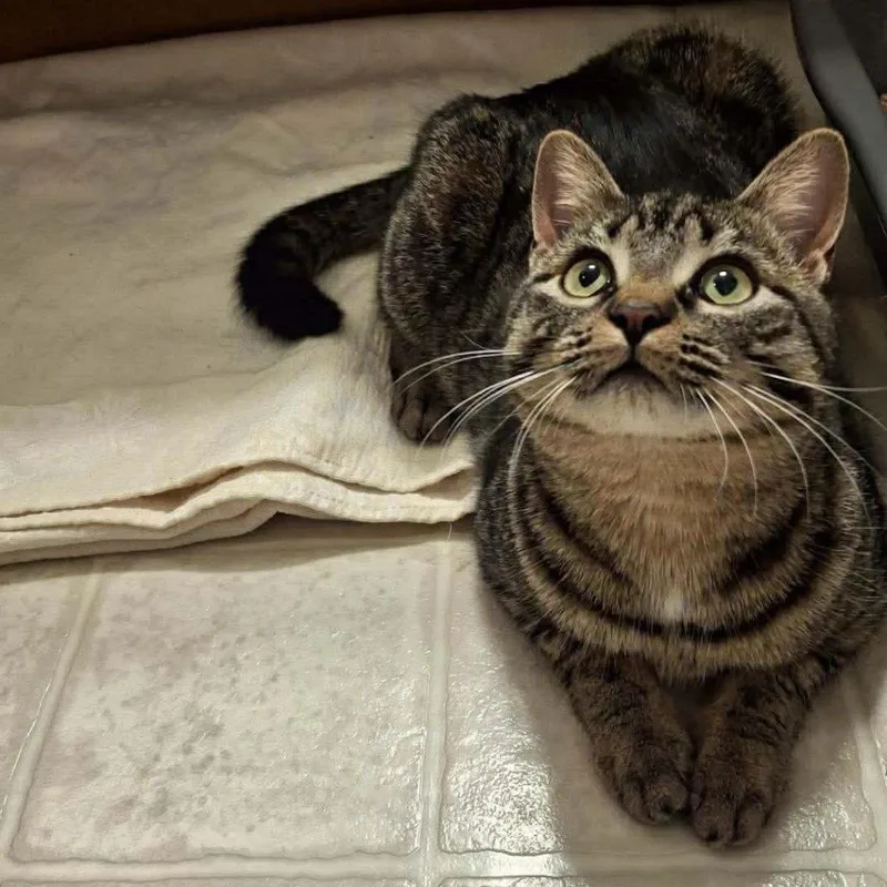 Stella Hill thumbnail 2