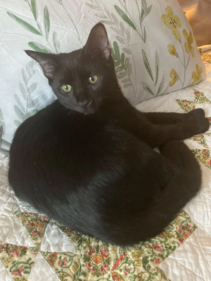 Mozart And Amadeus thumbnail 4