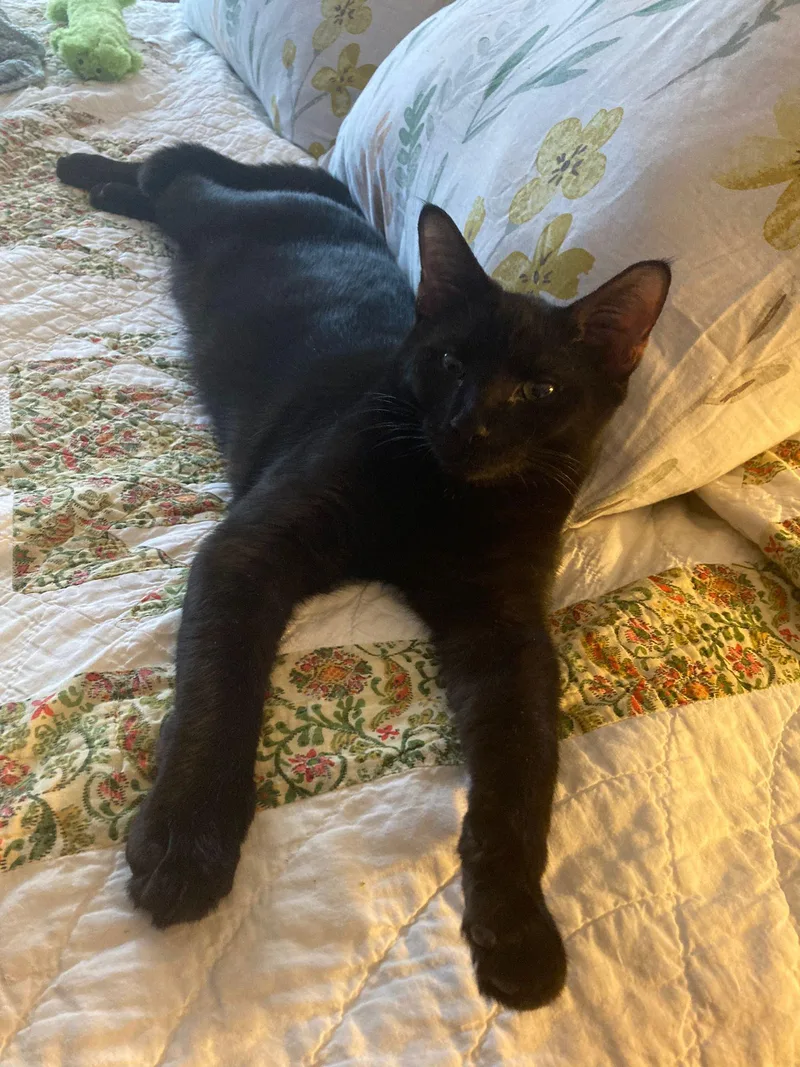 Mozart And Amadeus thumbnail 5