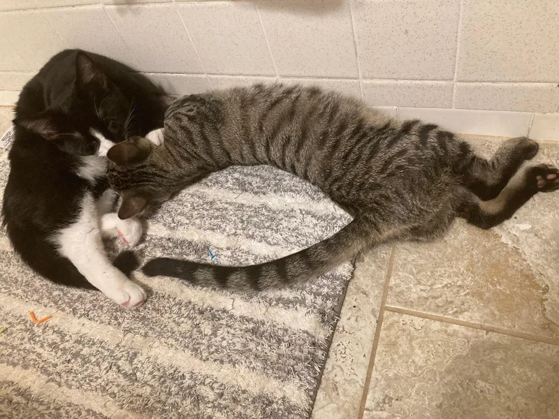 Charlie Chaplin And Houdini thumbnail 2