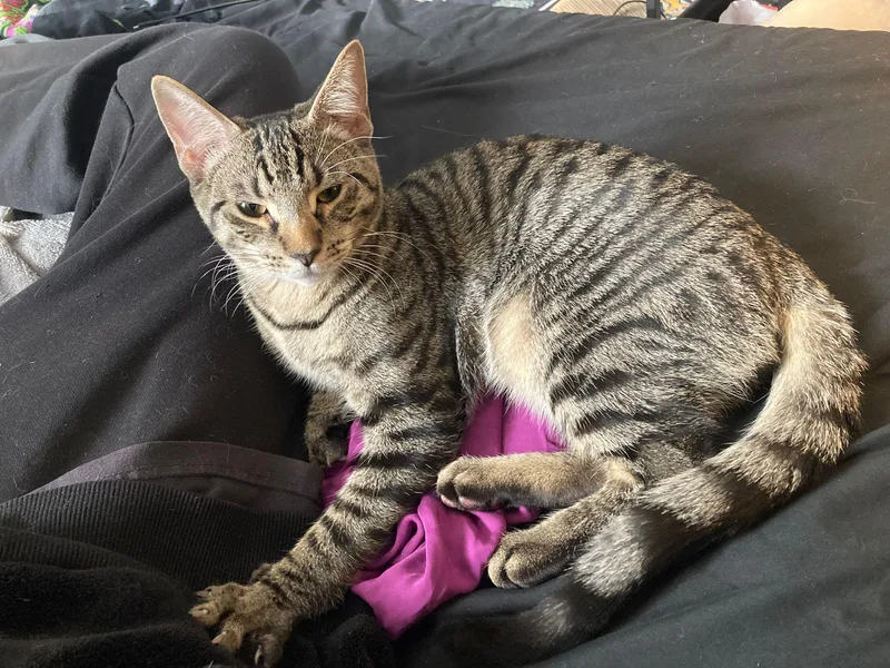 Charlie Chaplin And Houdini thumbnail 3