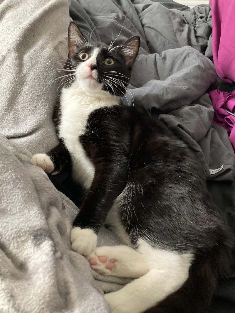 Charlie Chaplin And Houdini thumbnail 4