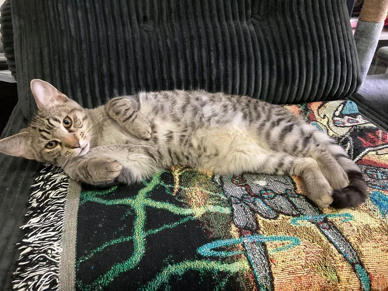 Charlie Chaplin And Houdini thumbnail 5