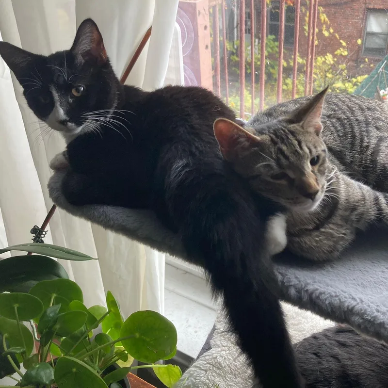 Charlie Chaplin And Houdini