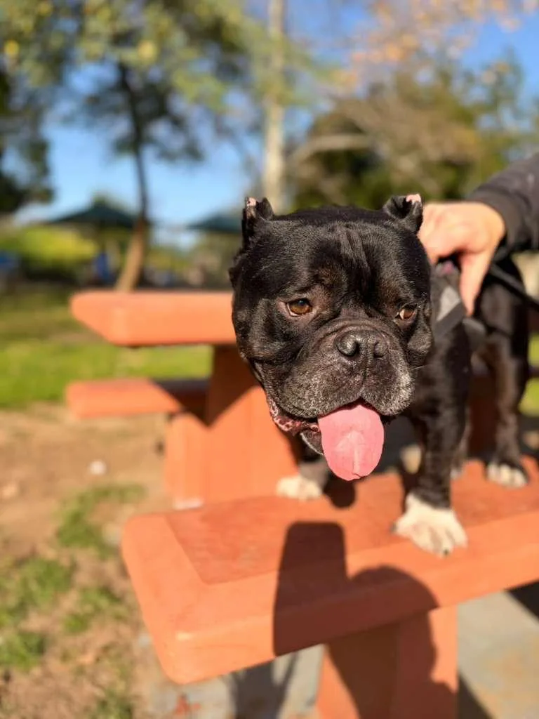 Dumpling thumbnail 6