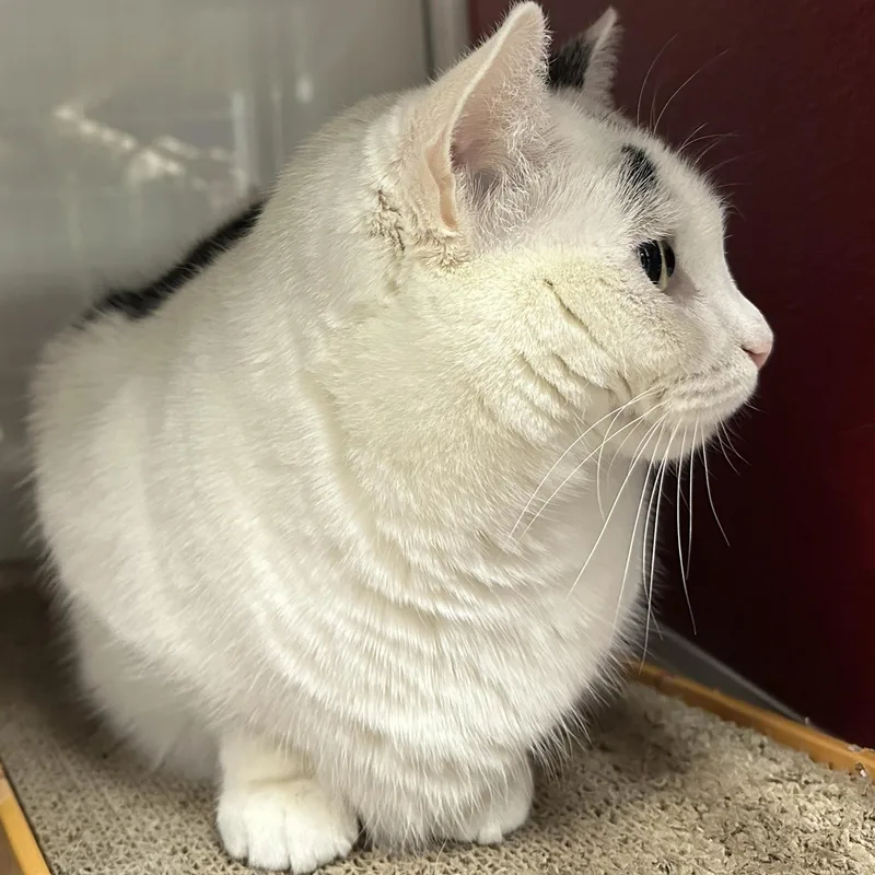 Queen Dora thumbnail 2