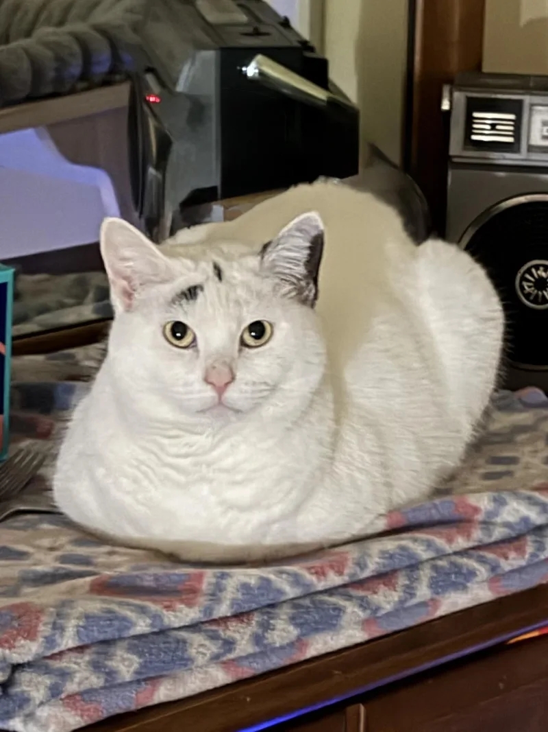 Queen Dora thumbnail 3