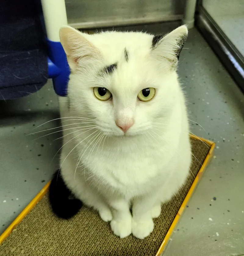 Queen Dora thumbnail 5