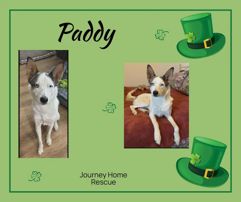 Paddy