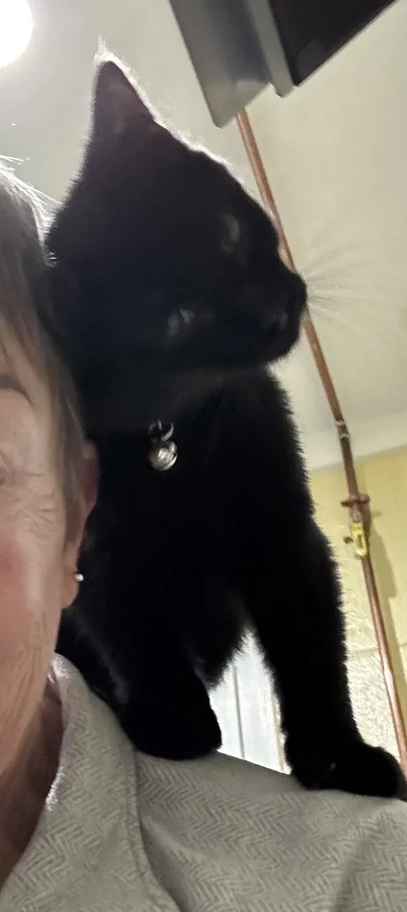 A young medium-sized male Black Domestic Short Hair cat named Jim for adoption in Kinnelon, NJ