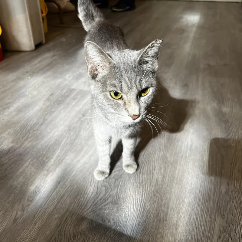 Katarina Neilson thumbnail 3