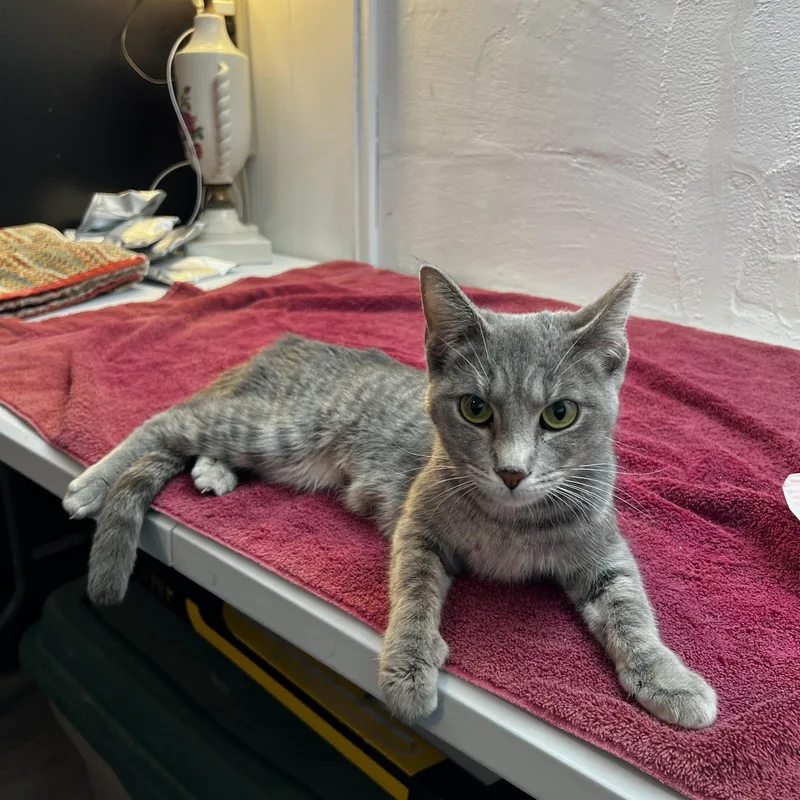 Katarina Neilson thumbnail 4