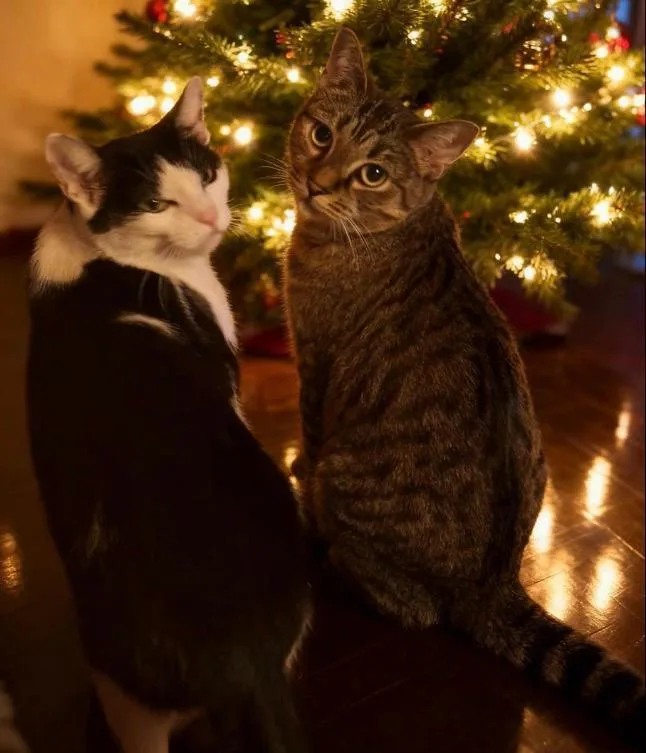 Missy & Minnie thumbnail 4