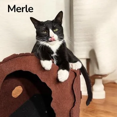 Merle & Hank thumbnail 3