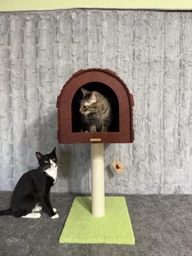 Merle & Hank thumbnail 4